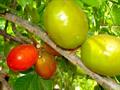 مُمبین زرد (آلوی جاوا)